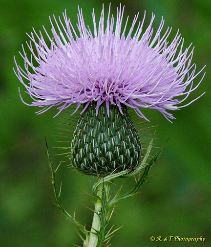 {Cirsium discolor}